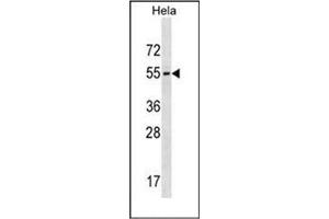 Western blot analysis of GALR3 Antibody (C-term) in Hela cell line lysates (35ug/lane). (GALR3 anticorps  (C-Term))