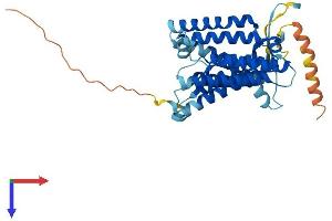 AlphaFold protein structure predicition of Mouse Recombinant Hm13 Protein, UniprotID Q9D8V0