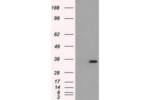 Image no. 1 for anti-Fc Fragment of IgG, Low Affinity IIa, Receptor (CD32) (FCGR2A) antibody (ABIN1497258) (FCGR2A anticorps)
