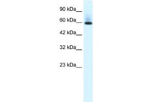 WB Suggested Anti-PAX7 Antibody Titration:  0.