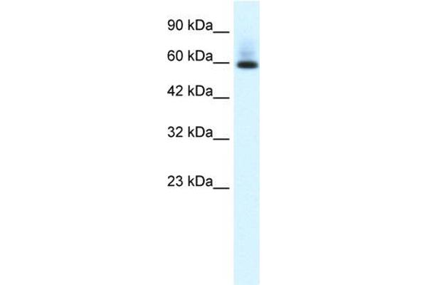 PAX7 antibody  (N-Term)