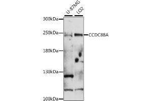Western blot analysis of extracts of various cell lines, using CCDC88A antibody (ABIN7266446) at 1:1000 dilution. (Girdin anticorps  (AA 1571-1870))