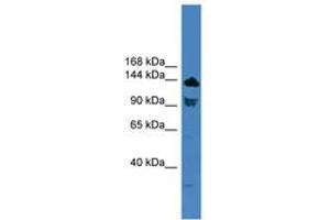 Image no. 1 for anti-Toll-Like Receptor 8 (TLR8) (C-Term) antibody (ABIN6745430) (TLR8 anticorps  (C-Term))