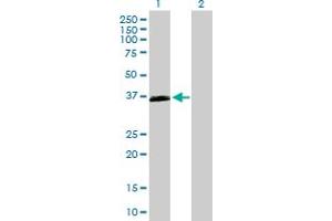 Western Blot analysis of OXER1 expression in transfected 293T cell line by OXER1 MaxPab polyclonal antibody.