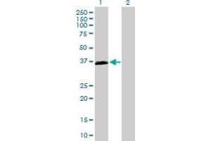 Western Blot analysis of OXER1 expression in transfected 293T cell line by OXER1 MaxPab polyclonal antibody. (OXER1 anticorps  (AA 1-423))