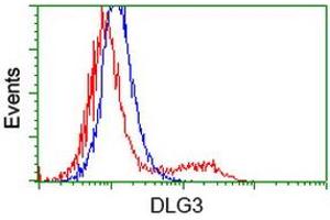 HEK293T cells transfected with either RC210860 overexpress plasmid (Red) or empty vector control plasmid (Blue) were immunostained by anti-DLG3 antibody (ABIN2454056), and then analyzed by flow cytometry. (DLG3 anticorps)