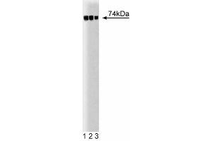 Western blot analysis of c-Raf-1 on A431 lysate. (C-Raf-1 (AA 162-378) anticorps)