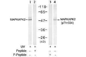 Image no. 3 for anti-Mitogen-Activated Protein Kinase-Activated Protein Kinase 2 (MAPKAPK2) (pThr334) antibody (ABIN197078)