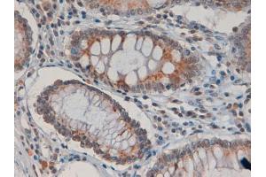 ABIN185488 (4µg/ml) staining of paraffin embedded Human Colon.