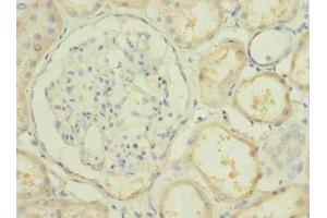 Immunohistochemistry of paraffin-embedded human kidney tissue using ABIN7163068 at dilution of 1:100 (PBLD1 anticorps  (AA 11-288))