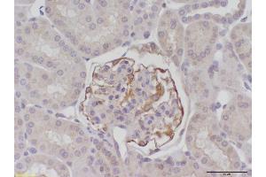 Image no. 4 for anti-Beclin 1, Autophagy Related (BECN1) antibody (ABIN363435) (Beclin 1 anticorps)