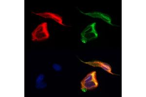 ABIN7094145 and ABIN7098189 staining Hela cells by IF/ICC. (DPYSL5 anticorps  (C-Term))