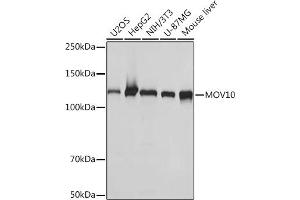 Western blot analysis of extracts of various cell lines, using MOV10 Rabbit mAb (ABIN7268678) at 1:1000 dilution.