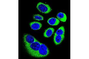 Confocal immunofluorescent analysis of GOT1L1 Antibody (C-term) (ABIN655744 and ABIN2845190) with U-251MG cell followed by Alexa Fluor 488-conjugated goat anti-rabbit lgG (green). (GOT1L1 anticorps  (C-Term))