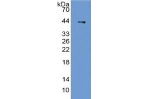 Rabbit Capture antibody from the kit in WB with Positive Control: Sample Rat Stomach lysate. (PGC Kit ELISA)