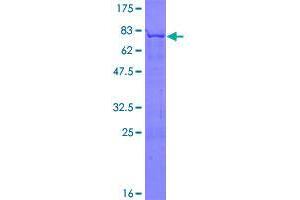 Image no. 1 for Golgi Reassembly Stacking Protein 2, 55kDa (GORASP2) (AA 1-452) protein (GST tag) (ABIN1355483)