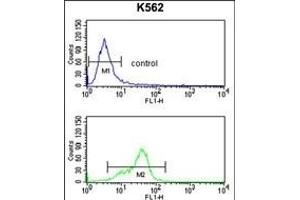MF Antibody (C-term) (ABIN391487 and ABIN2841455) flow cytometry analysis of K562 cells (bottom histogram) compared to a negative control cell (top histogram). (MFAP5 anticorps  (C-Term))