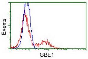 Image no. 3 for anti-Glucan (1,4-alpha-), Branching Enzyme 1 (GBE1) antibody (ABIN1498396)