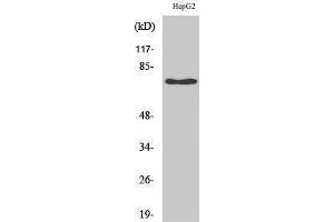 Western Blotting (WB) image for anti-Nerve Growth Factor Receptor (NGFR) (Internal Region) antibody (ABIN3176336) (NGFR anticorps  (Internal Region))