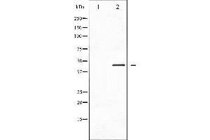 Western blot analysis of CDC37 phosphorylation expression in NIH-3T3 whole cell lysates,The lane on the left is treated with the antigen-specific peptide.