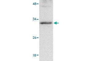 Western blot analysis of GNPDA2 in human kidney tissue lysate with GNPDA2 polyclonal antibody  at 1 ug/mL . (GNPDA2 anticorps  (C-Term))