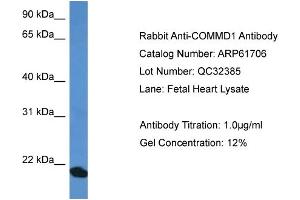 Western Blotting (WB) image for anti-Copper Metabolism (Murr1) Domain Containing 1 (COMMD1) (C-Term) antibody (ABIN2788874) (COMMD1 anticorps  (C-Term))