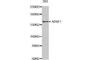 Western blot analysis of extracts of 293 cells tissue, using APAF1 antibody. (APAF1 anticorps  (AA 1-250))