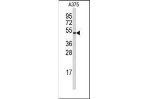 Western blot analysis of anti-Cyclin B1 Antibody in A375 cell line lysates (35ug/lane). (Cyclin B1 anticorps  (Ser126))