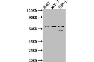Western Blot Positive WB detected in: 293T whole cell lysate, MCF-7 whole cell lysate, THP-1 whole cell lysate All lanes: MMP12 antibody at 1:1000 Secondary Goat polyclonal to rabbit IgG at 1/50000 dilution Predicted band size: 55 kDa Observed band size: 54, 45 kDa (Recombinant MMP12 anticorps)