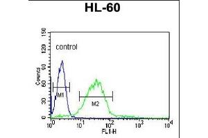 LIPE Antibody (C-term) (ABIN653323 and ABIN2842814) flow cytometric analysis of HL-60 cells (right histogram) compared to a negative control cell (left histogram). (LIPE anticorps  (C-Term))