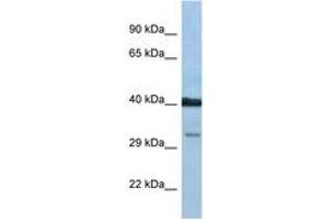 Image no. 1 for anti-Prostaglandin D2 Receptor (PTGDR) (AA 238-287) antibody (ABIN6747485) (PTGDR anticorps  (AA 238-287))