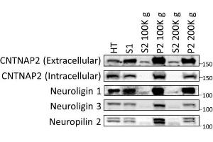 anti-Contactin Associated Protein-Like 2 (CNTNAP2) (Extracellular) antibody
