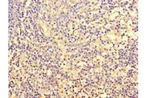 Immunohistochemistry of paraffin-embedded human tonsil tissue using ABIN7153123 at dilution of 1:100 (FOSL2 anticorps  (AA 1-326))