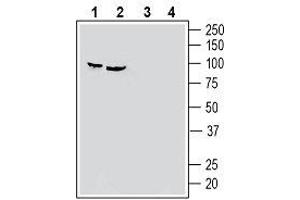 Western blot analysis of human HeLa cervix adenocarcinoma cell line lysate (lanes 1 and 3) and human PC-3 prostate adenocarcinoma cell line lysate (lanes 2 and 4): - 1, 2. (SEMA3F anticorps  (Secreted))