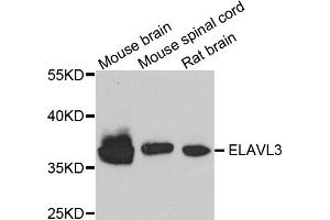 Western blot analysis of extracts of various cell lines, using ELAVL3 antibody. (HuC/ELAVL3 anticorps)
