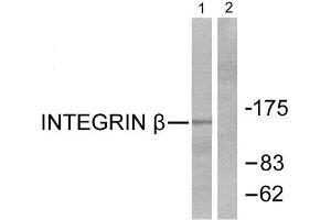 Western Blotting (WB) image for anti-Integrin beta 1 (ITGB1) (Thr789) antibody (ABIN1847950) (ITGB1 anticorps  (Thr789))