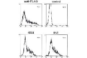 Flow cytometry data of overexpressed FLAG-tagged caspase-11 in 293T cells using anti-caspase-11 mAbs (4E11 and 8A5)  anti-FLAG or control.
