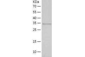 Western Blotting (WB) image for Phosphoglycolate Phosphatase (PGP) (AA 1-321) protein (His-IF2DI Tag) (ABIN7124423)