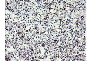 Image no. 1 for anti-Fetal and Adult Testis Expressed 1 (FATE1) antibody (ABIN1498224) (FATE1 anticorps)