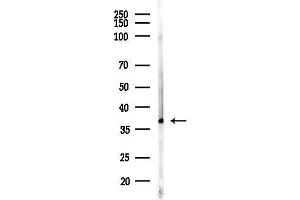 Western blot analysis of lysates from PC12 cells(LPS,4h treatment), using Stra8 Antibody at 1/1000 dilution.