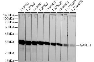 Western blot analysis of extracts of HeLa cells, using GAPDH antibody (ABIN7267454) at 1:10000-1:256000 dilution. (GAPDH anticorps)