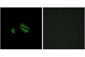 Immunofluorescence (IF) image for anti-Formyl Peptide Receptor 3 (FPR3) (AA 304-353) antibody (ABIN2890824) (FPR3 anticorps  (AA 304-353))