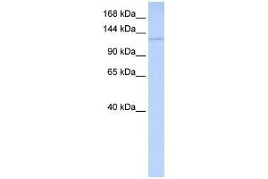 WB Suggested Anti-WDR3 Antibody Titration:  0.