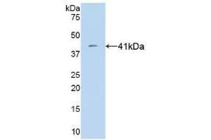 Detection of Recombinant VGF, Human using Monoclonal Antibody to VGF Nerve Growth Factor Inducible (VGF)
