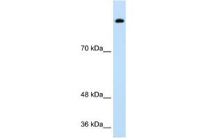Western Blot showing SREBF1 antibody used at a concentration of 1-2 ug/ml to detect its target protein.