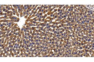 Detection of GPX1 in Rat Liver Tissue using Polyclonal Antibody to Glutathione Peroxidase 1 (GPX1) (Glutathione Peroxidase 1 anticorps  (AA 48-201))