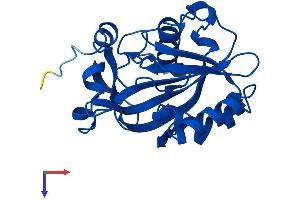 AlphaFold protein structure predicition of Human Recombinant IDI1 Protein, UniprotID Q13907