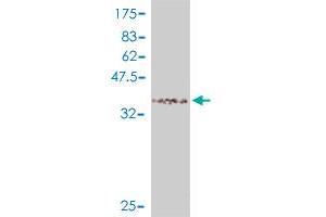 Western Blot detection against Immunogen (38.