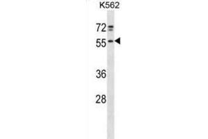 Western Blotting (WB) image for anti-NFS1, Cysteine Desulfurase (NFS1) antibody (ABIN2998727) (NFS1 anticorps)