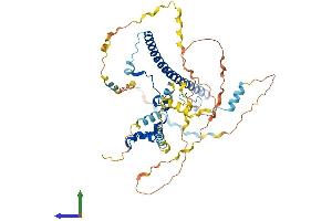 AlphaFold protein structure predicition of Human Recombinant WASF2 Protein, UniprotID Q9Y6W5